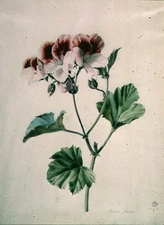 Geranie